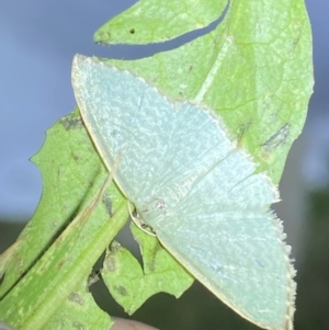 Poecilasthena balioloma at suppressed - 28 Jan 2023