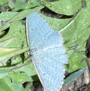 Poecilasthena balioloma at suppressed - 28 Jan 2023