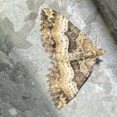 Epyaxa subidaria (Subidaria Moth) at Numeralla, NSW - 28 Jan 2023 by SteveBorkowskis