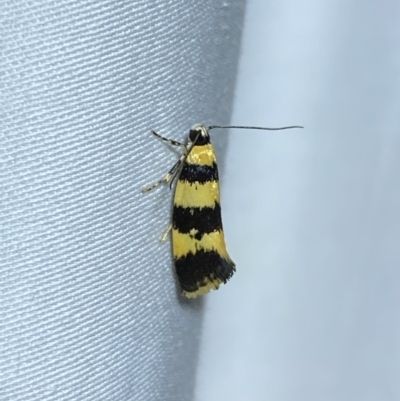 Telecrates melanochrysa (Telecrates melanochrysa) at Numeralla, NSW - 28 Jan 2023 by Steve_Bok