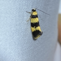 Telecrates melanochrysa at suppressed - 28 Jan 2023
