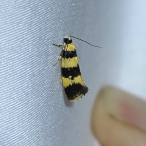Telecrates melanochrysa at suppressed - 28 Jan 2023