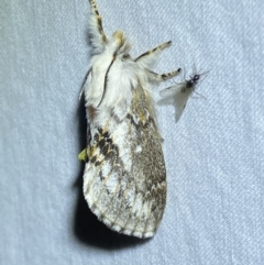 Porela delineata (Lined Porela) at Numeralla, NSW - 28 Jan 2023 by Steve_Bok