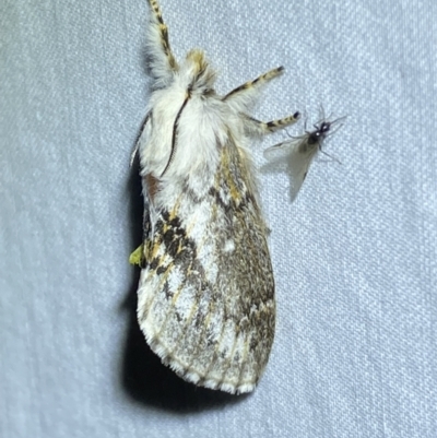 Porela delineata (Lined Porela) at Numeralla, NSW - 28 Jan 2023 by Steve_Bok