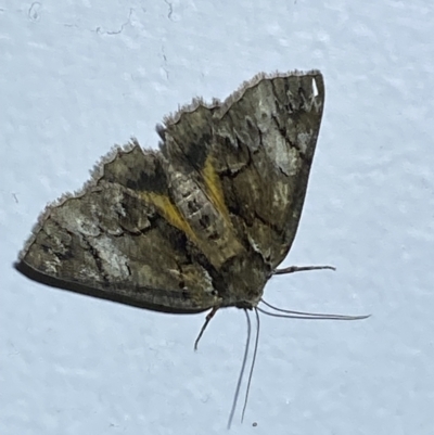 Heliomystis electrica (Electric Moth) at Numeralla, NSW - 28 Jan 2023 by SteveBorkowskis