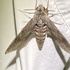 Agrius convolvuli (Convolvulus Hawk Moth) at Numeralla, NSW - 28 Jan 2023 by SteveBorkowskis