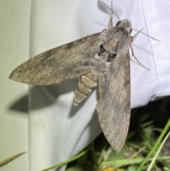 Agrius convolvuli at suppressed - 28 Jan 2023