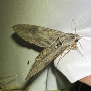 Agrius convolvuli at suppressed - 28 Jan 2023