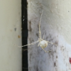 Cryptachaea gigantipes (White porch spider) at Flea Bog Flat to Emu Creek Corridor - 28 Jan 2023 by JohnGiacon