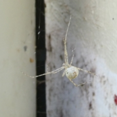 Cryptachaea gigantipes (White porch spider) at Flea Bog Flat to Emu Creek Corridor - 28 Jan 2023 by jgiacon