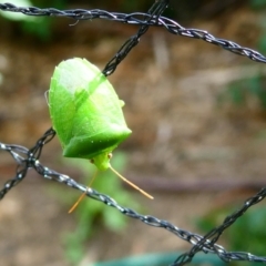 Nezara viridula (Green vegetable bug) at Flea Bog Flat to Emu Creek Corridor - 28 Jan 2023 by JohnGiacon