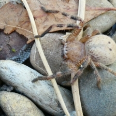 Neosparassus sp. (genus) (Unidentified Badge huntsman) at Emu Creek - 28 Jan 2023 by JohnGiacon