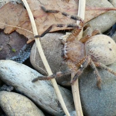 Neosparassus sp. (genus) (Unidentified Badge huntsman) at Flea Bog Flat to Emu Creek Corridor - 28 Jan 2023 by JohnGiacon