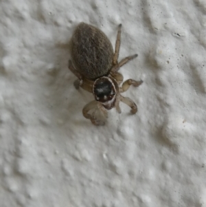 Maratus griseus at Belconnen, ACT - 29 Jan 2023