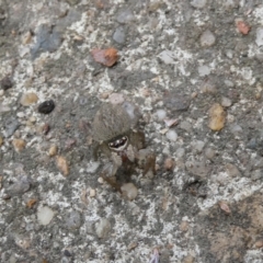 Maratus griseus at Belconnen, ACT - 29 Jan 2023 01:06 PM