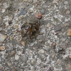 Maratus griseus at Belconnen, ACT - 29 Jan 2023