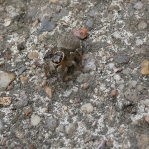 Maratus griseus at Belconnen, ACT - 29 Jan 2023 01:06 PM