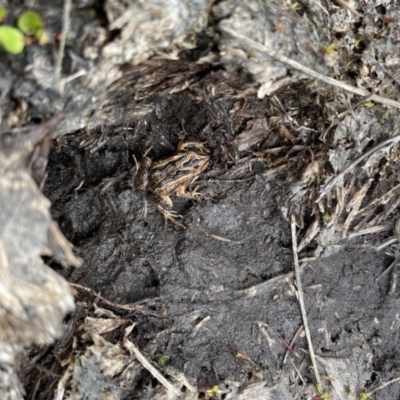 Crinia signifera (Common Eastern Froglet) at Namadgi National Park - 5 Dec 2022 by nath_kay