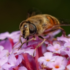 Eristalis tenax (Drone fly) at Downer, ACT - 29 Jan 2023 by RobertD