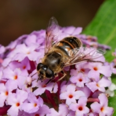 Eristalis tenax at Downer, ACT - 29 Jan 2023