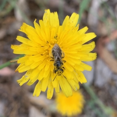 Lasioglossum (Chilalictus) sp. (genus & subgenus) (Halictid bee) at Katoomba Park, Campbell - 20 Jan 2023 by MargD