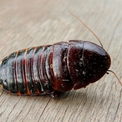 Melanozosteria sp. (genus) (A native cockroach) at Crooked Corner, NSW - 29 Jan 2023 by Milly