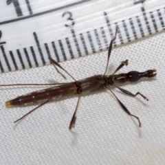 Rhinophthalmus nasutus at Higgins, ACT - 29 Jan 2023