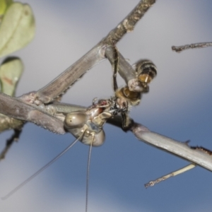 Archimantis sp. (genus) at Hawker, ACT - 25 Jan 2023