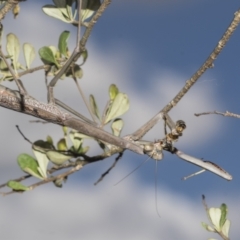 Archimantis sp. (genus) at Hawker, ACT - 25 Jan 2023