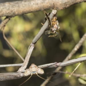 Archimantis sp. (genus) at Hawker, ACT - 25 Jan 2023 10:56 AM