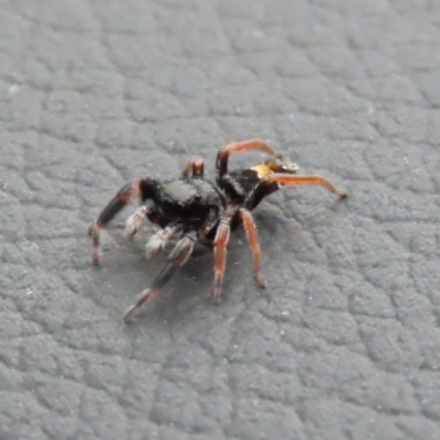 Apricia jovialis (Jovial jumping spider) at Macarthur, ACT - 29 Jan 2023 by RodDeb