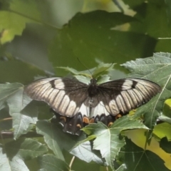 Papilio aegeus (Orchard Swallowtail, Large Citrus Butterfly) at Higgins, ACT - 27 Jan 2023 by AlisonMilton