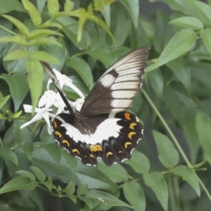 Papilio aegeus at Higgins, ACT - 27 Jan 2023