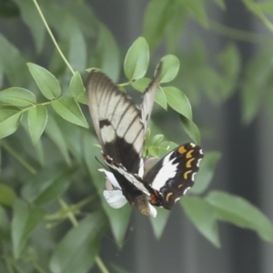 Papilio aegeus at Higgins, ACT - 27 Jan 2023