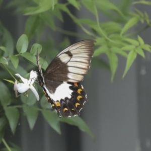 Papilio aegeus at Higgins, ACT - 27 Jan 2023