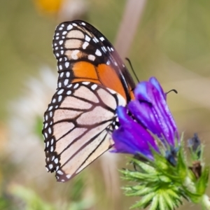 Danaus plexippus at Canyonleigh, NSW - 15 Feb 2022 09:45 AM