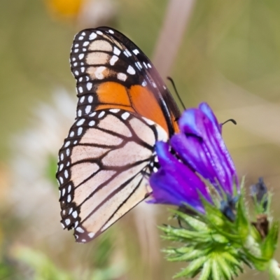 Danaus plexippus (Monarch) at Canyonleigh - 14 Feb 2022 by NigeHartley