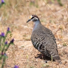 Phaps chalcoptera (Common Bronzewing) at Canyonleigh - 13 Dec 2022 by NigeHartley