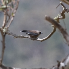 Artamus cyanopterus cyanopterus (Dusky Woodswallow) at Canyonleigh - 13 Dec 2022 by NigeHartley