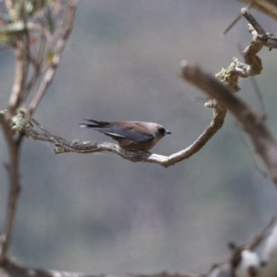 Artamus cyanopterus cyanopterus (Dusky Woodswallow) at Guula Ngurra National Park - 13 Dec 2022 by NigeHartley