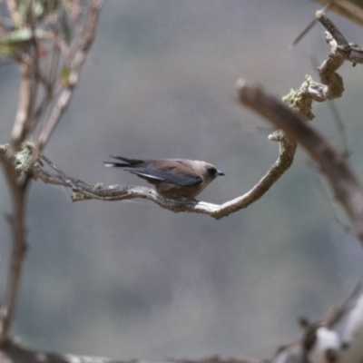 Artamus cyanopterus (Dusky Woodswallow) at Guula Ngurra National Park - 13 Dec 2022 by NigeHartley