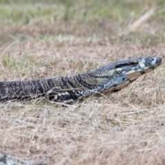 Varanus varius (Lace Monitor) at Guula Ngurra National Park - 13 Dec 2022 by NigeHartley