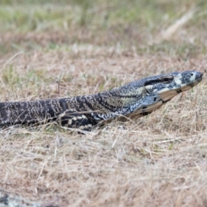 Varanus varius at Canyonleigh, NSW - suppressed