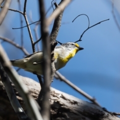 Pardalotus striatus (Striated Pardalote) at Canyonleigh, NSW - 7 Dec 2022 by NigeHartley