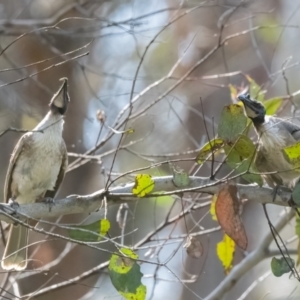 Philemon corniculatus at Canyonleigh, NSW - 7 Dec 2022