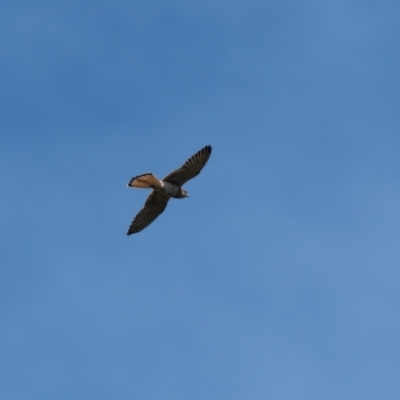Falco cenchroides (Nankeen Kestrel) at Wingecarribee Local Government Area - 28 Jan 2023 by NigeHartley