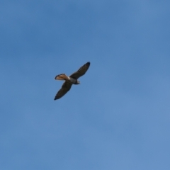 Falco cenchroides (Nankeen Kestrel) at Canyonleigh - 28 Jan 2023 by NigeHartley