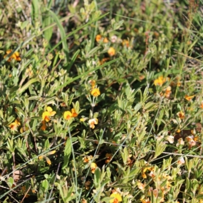 Podolobium alpestre (Shaggy Alpine Pea) at Namadgi National Park - 7 Jan 2023 by Tapirlord