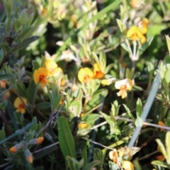 Podolobium alpestre at Cotter River, ACT - 8 Jan 2023