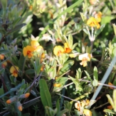 Podolobium alpestre at Cotter River, ACT - 8 Jan 2023